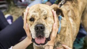 Registro animales víctimas de violencia en La Rioja