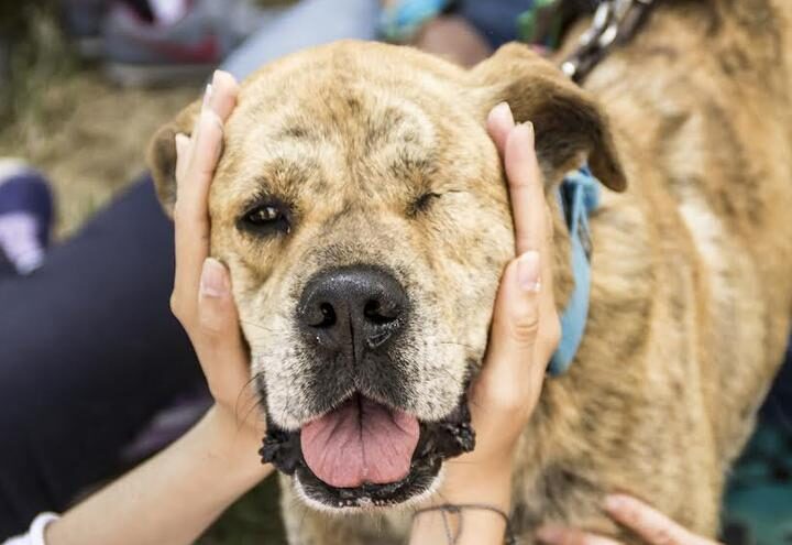 Registro animales víctimas de violencia en La Rioja
