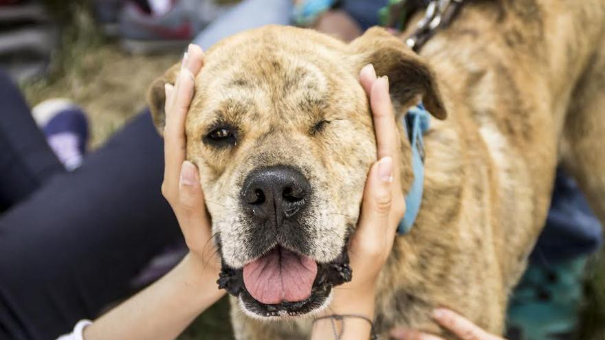 Registro animales víctimas de violencia en La Rioja